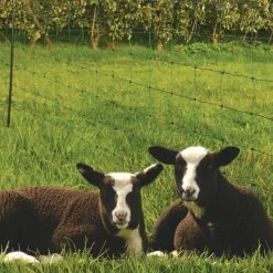 Schapennet 50 Mtr / 84 Cm