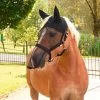 Vliegenhalster/masker Pony -Huisdierproducten vlie00401b