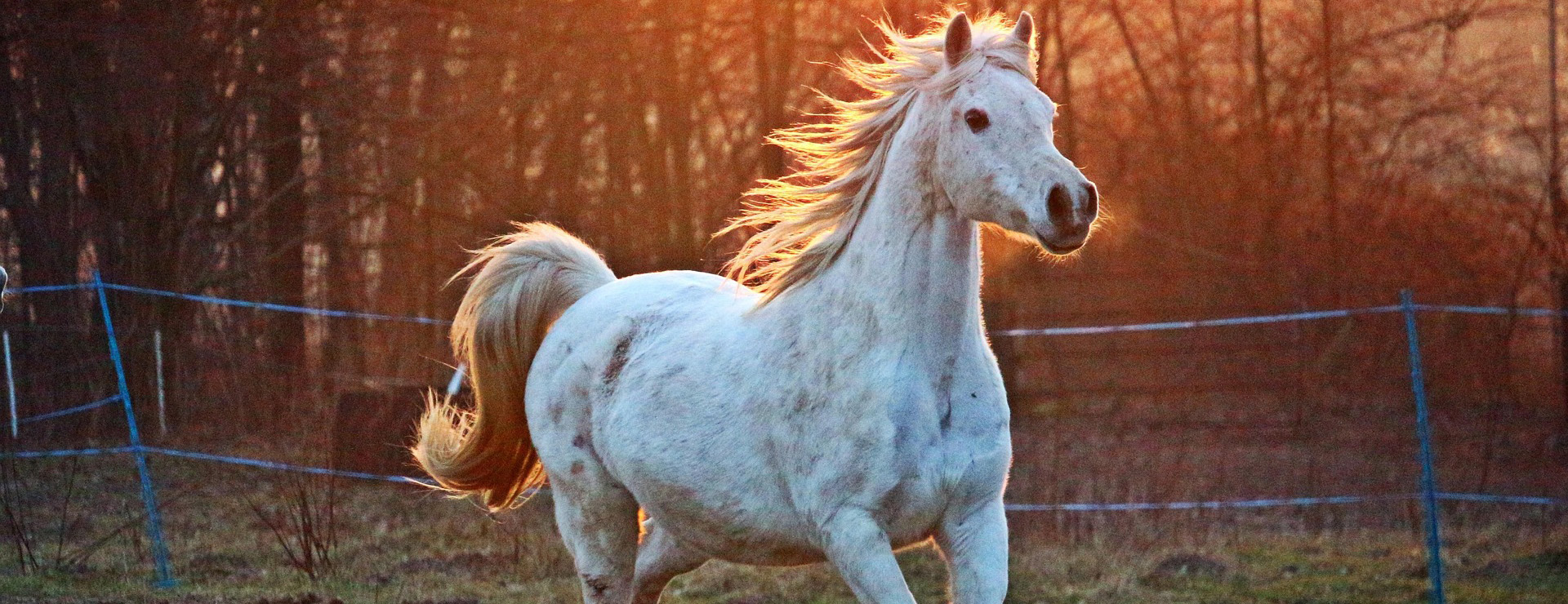 Huisdierproducten 6 Huisdierproducten -Huisdierproducten horse 2063672 1920