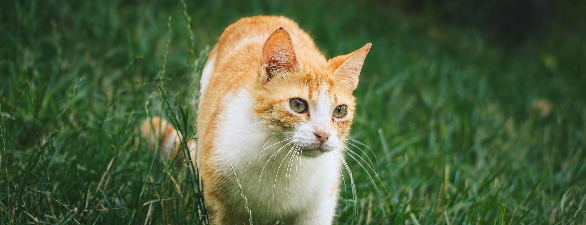 Huisdierproducten 4 Huisdierproducten -Huisdierproducten pexels hala hejazy 2151382607 32085922