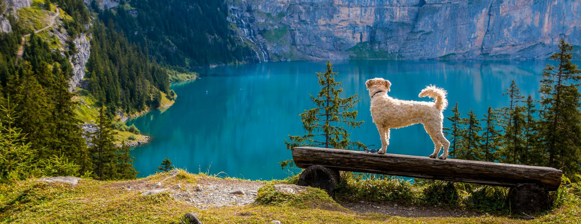 Huisdierproducten 2 Huisdierproducten -Huisdierproducten pexels pixabay 247522